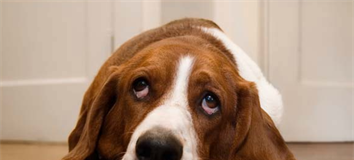Knuffelen met de hond
