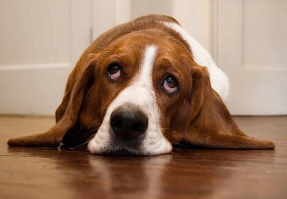 Knuffelen met de hond